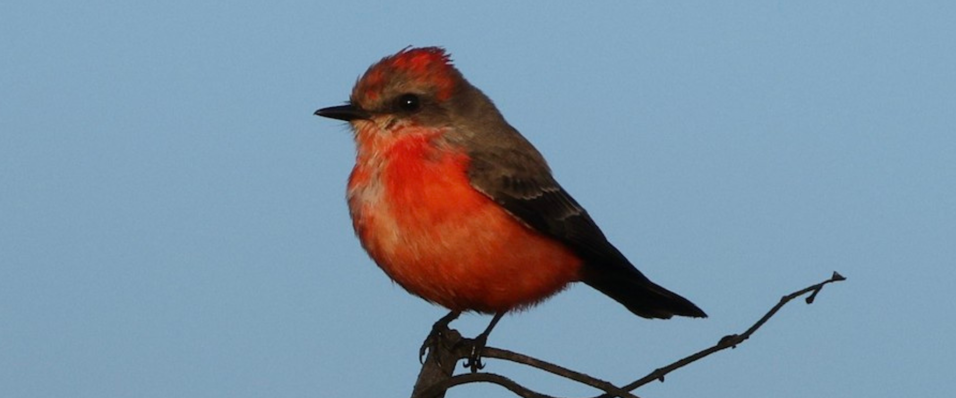 Bird_Count_1920_x_800_px_1